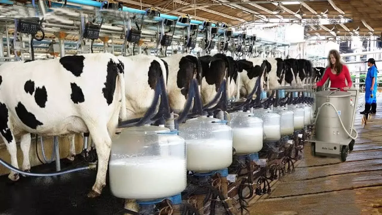 Eixo Agronegócio • Bovinocultura de Leite